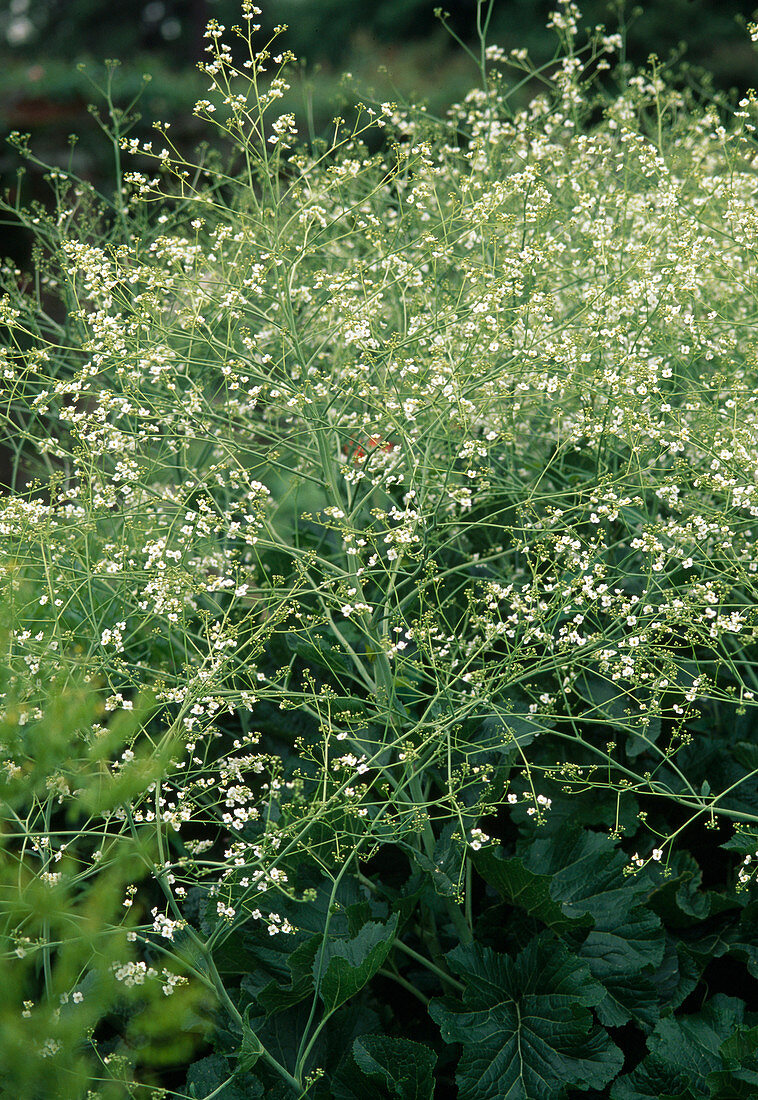 Crambe maritima (Meerkohl) blühend