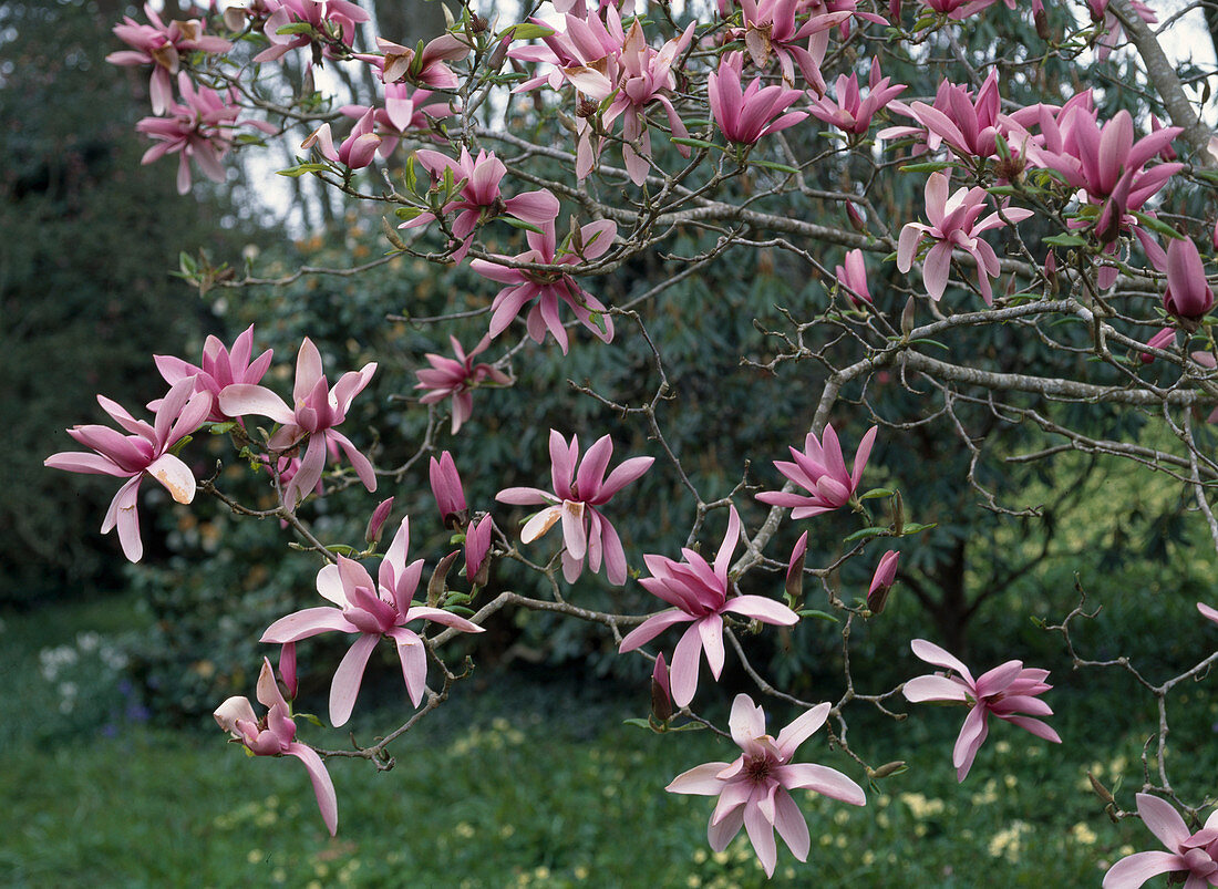 Magnolia liliiflora 'Nigra' (Purpur-Magnolie)
