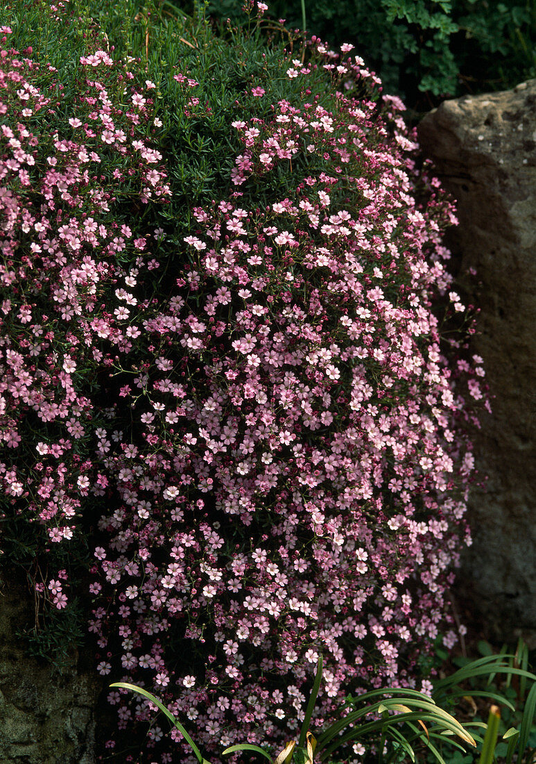 Gypsophila repens 'Rose Veil'