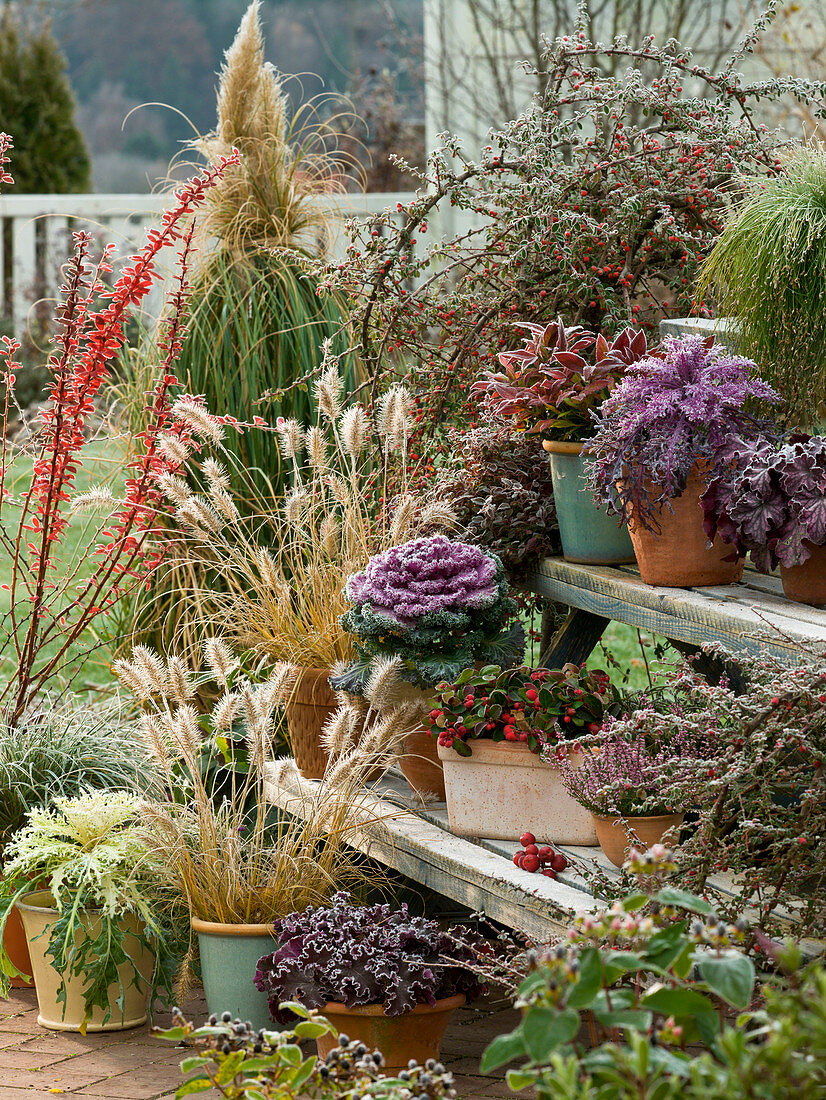 Treppenetagere mit Brassica (Zierkohl), Pennisetum (Federborstengras)