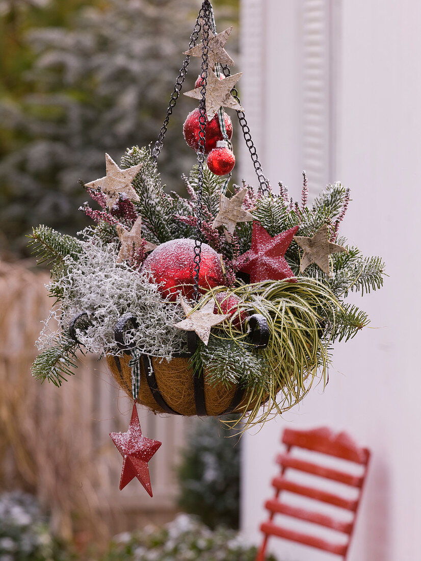 Hanging Basket with Carex 'Evergold', Calocephalus