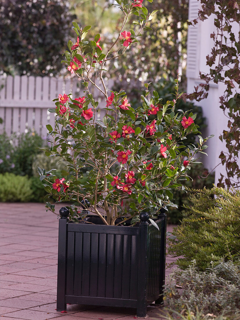 Camellia sasanqua 'Hiryu' (camellia)