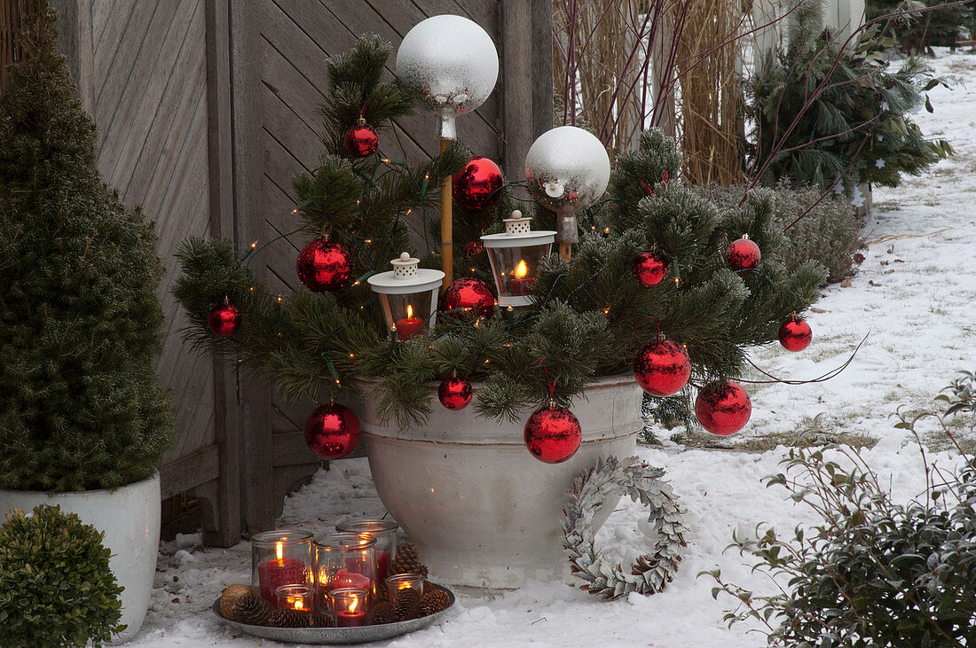 Pinus mugo (pine) at Christmas with lanterns