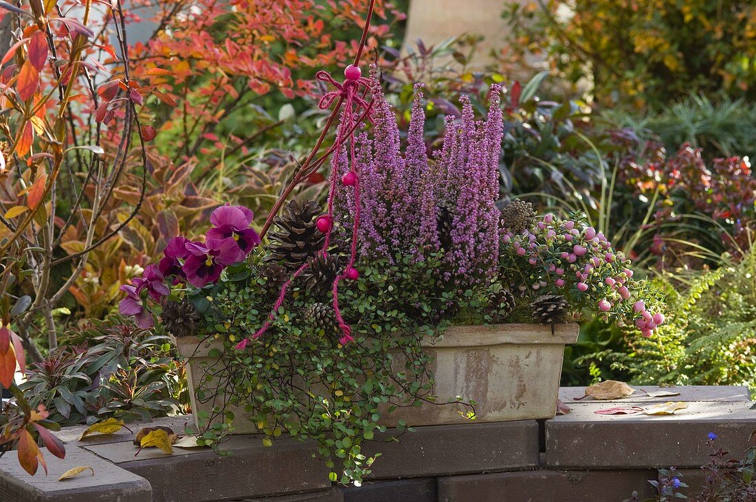 Terracotta box with Erica gracilis 'Beauty Queen Silvia' (potferica)