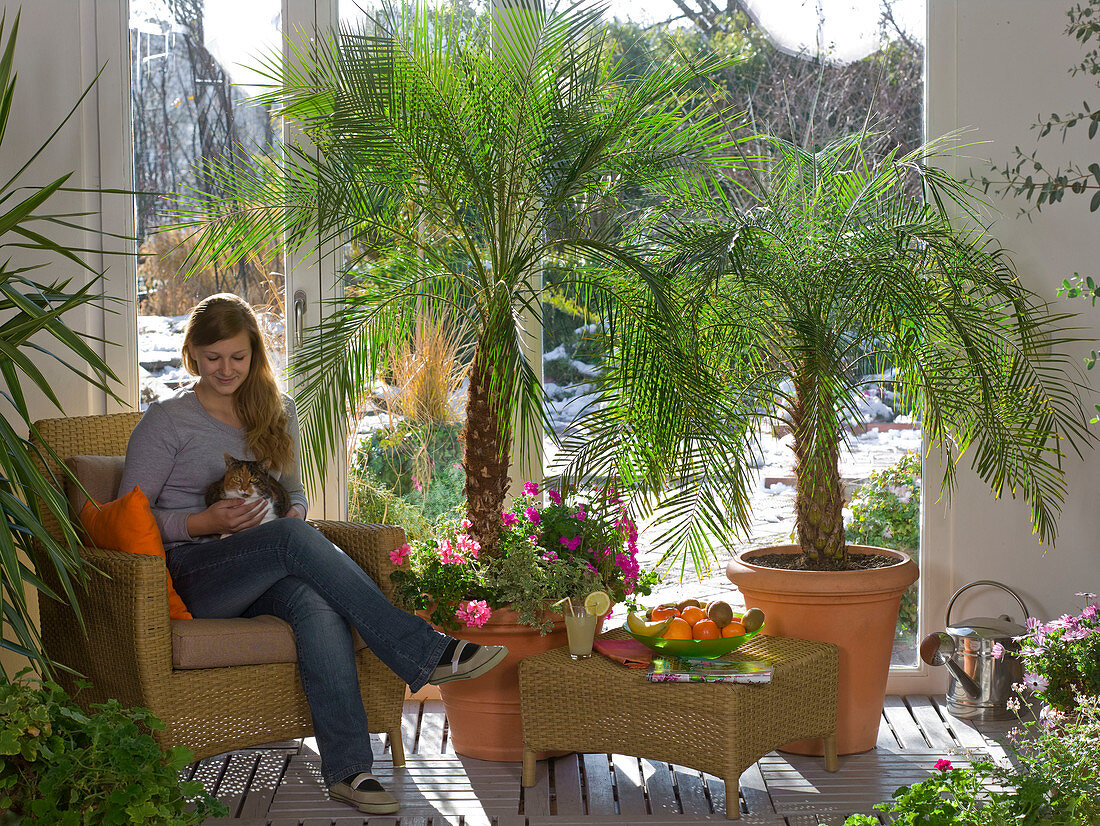 Conservatory with Phoenix roebelenii (Dwarf Date Palm)