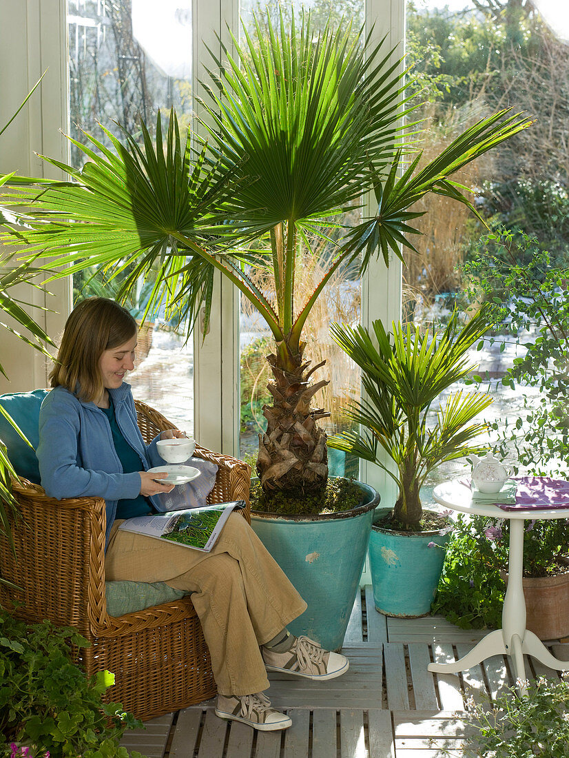 Wintergarten mit Washingtonia (Washington-Palme), Chamaerops