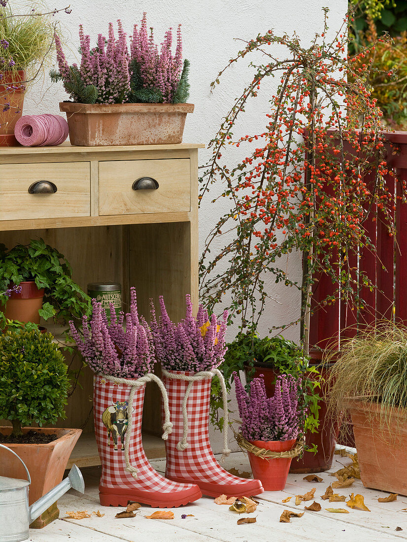 Erica gracilis 'Beauty Queen Silvia' (pottery), Cotoneaster