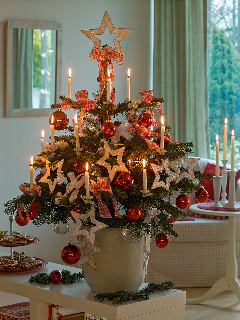 Abies nordmanniana (Nordmann fir) as a living Christmas tree