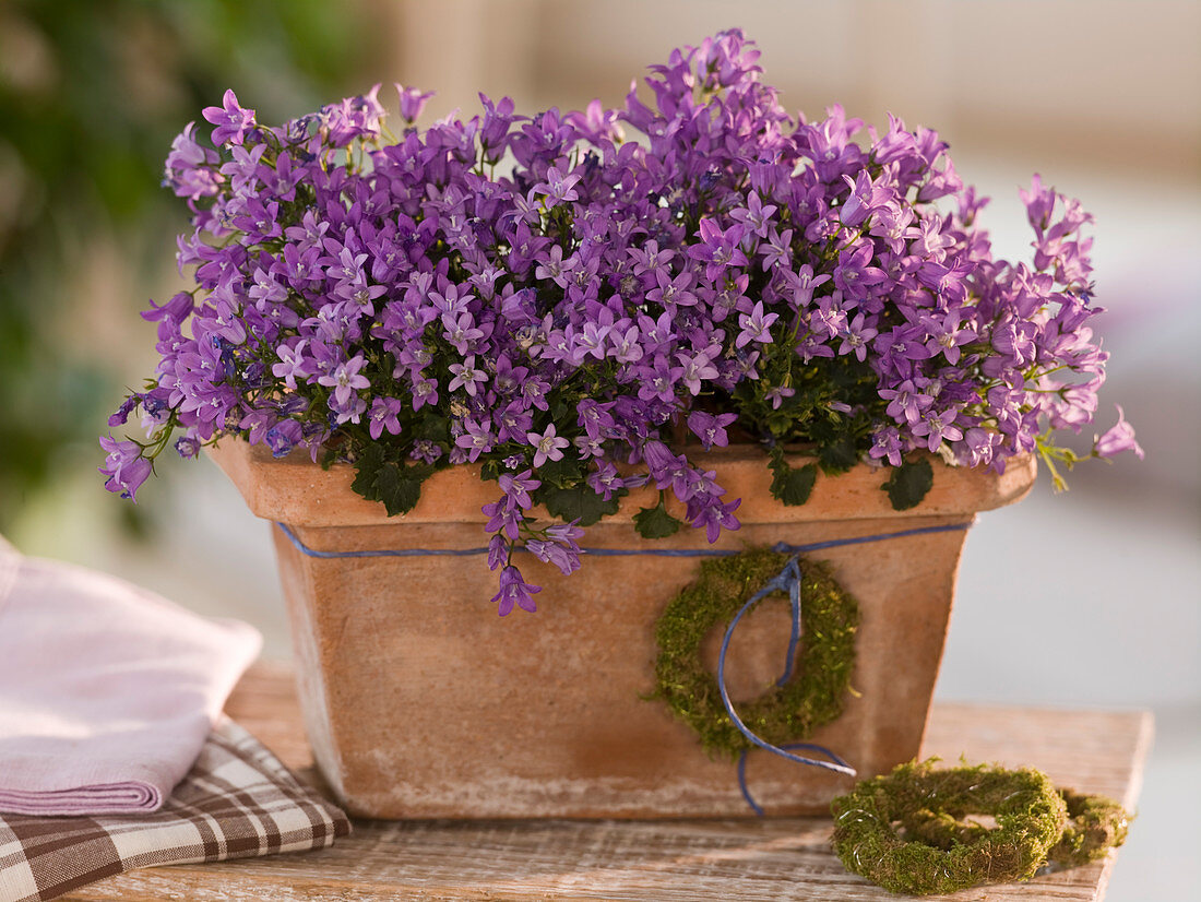 Campanula portenschlagiana (cushion bellflower) in terracotta box