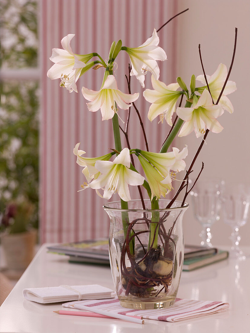 Hippeastrum (Amaryllis) with washed out roots in a jar