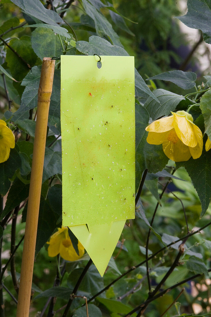 Yellow board against fungus gnats, whitefly and flying aphids