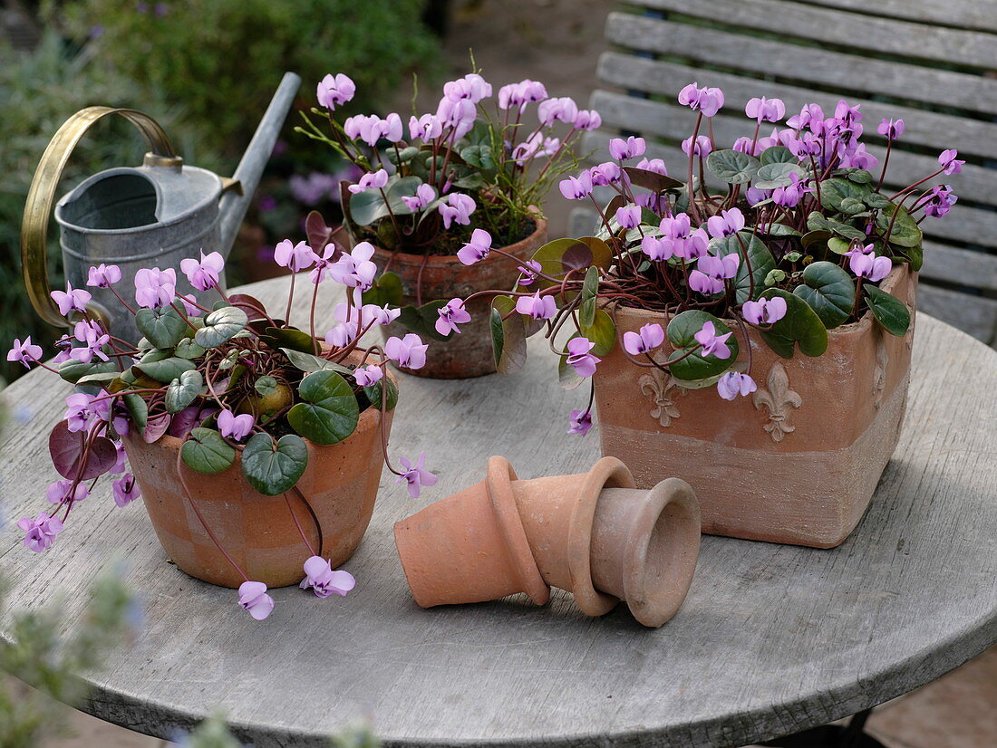 Cyclamen coum (spring cyclamen) in terracotta pots