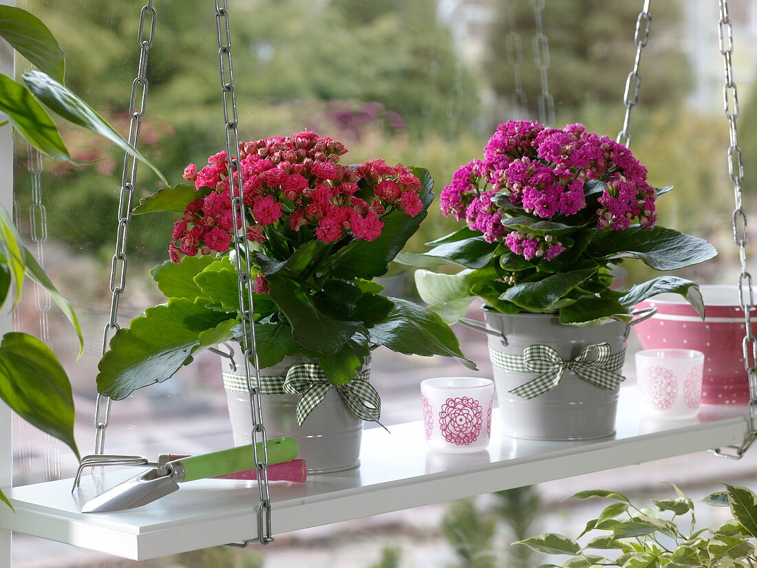 Kalanchoe Calandiva (blooming)