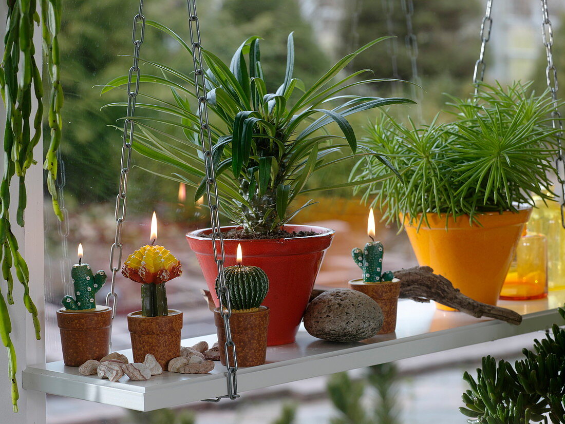 Pachypodium (Madagascar Palm), Senecio barbertonicus 'Himalaya'