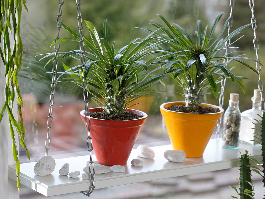 Pachypodium (Madagascar palms)