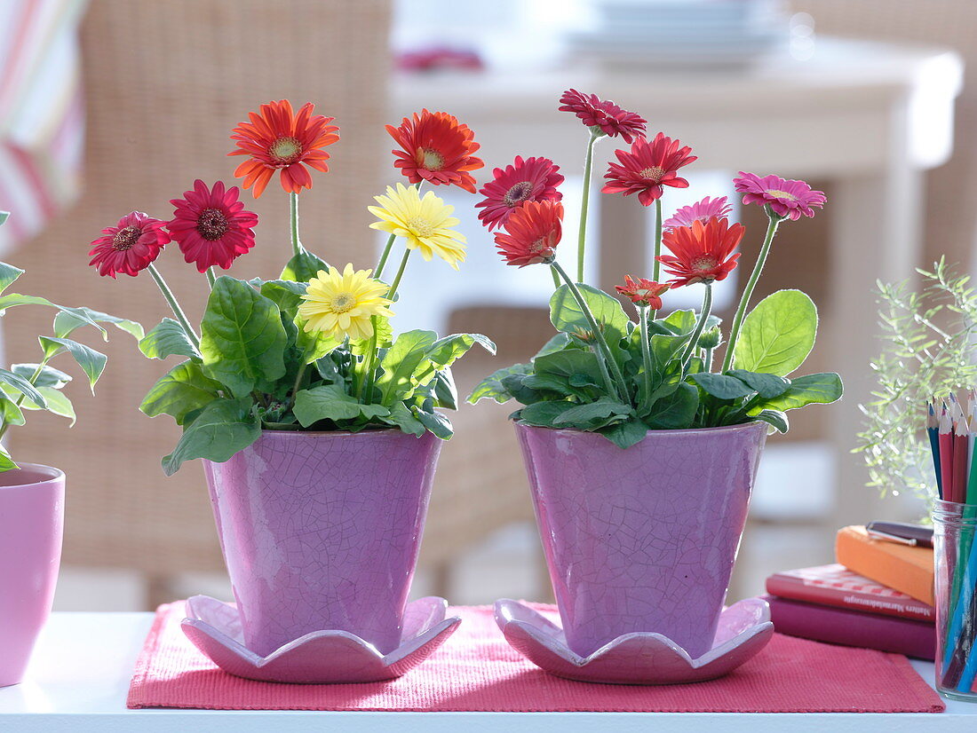 Gerbera (Mini – Gerbera) in lila … – Bild kaufen – 12155364 ❘  Gartenbildagentur Friedrich Strauss