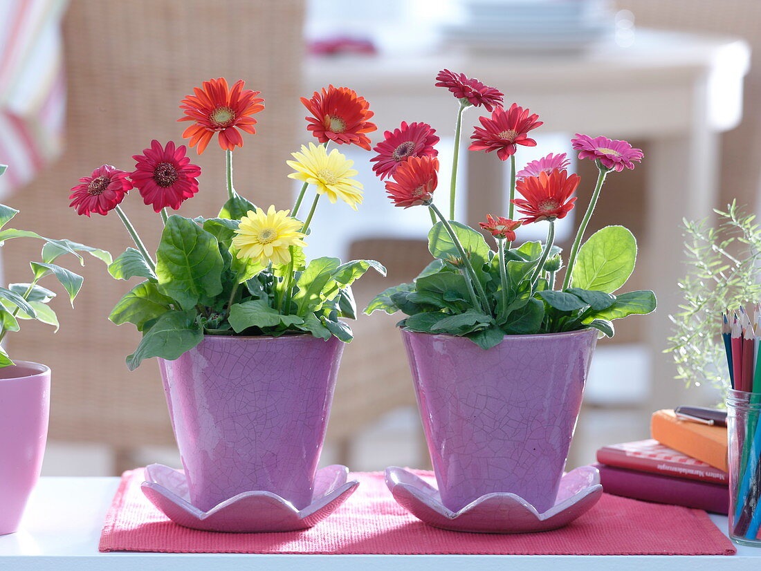 Gerbera (mini gerbera) in purple planters with coasters