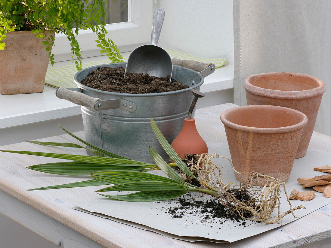 Self-seeded Chamaerops (Dwarf Palm)