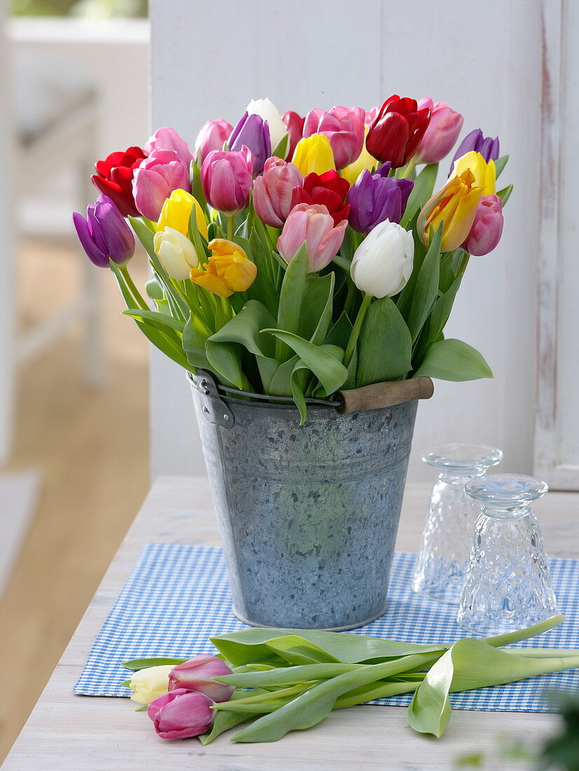 Mixed tulipa (tulips) in a high metal bucket