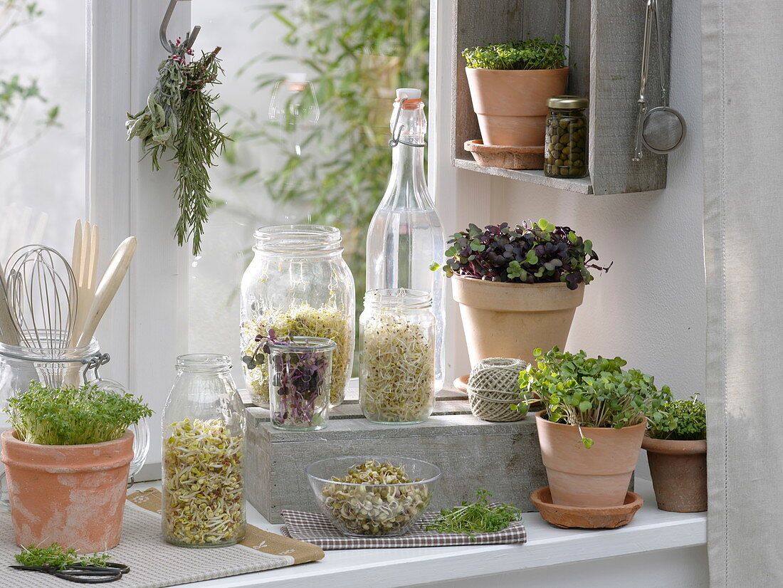 Various germ sprouts at the window