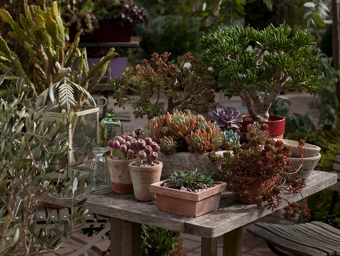 Crassula, Sedum, Echeveria