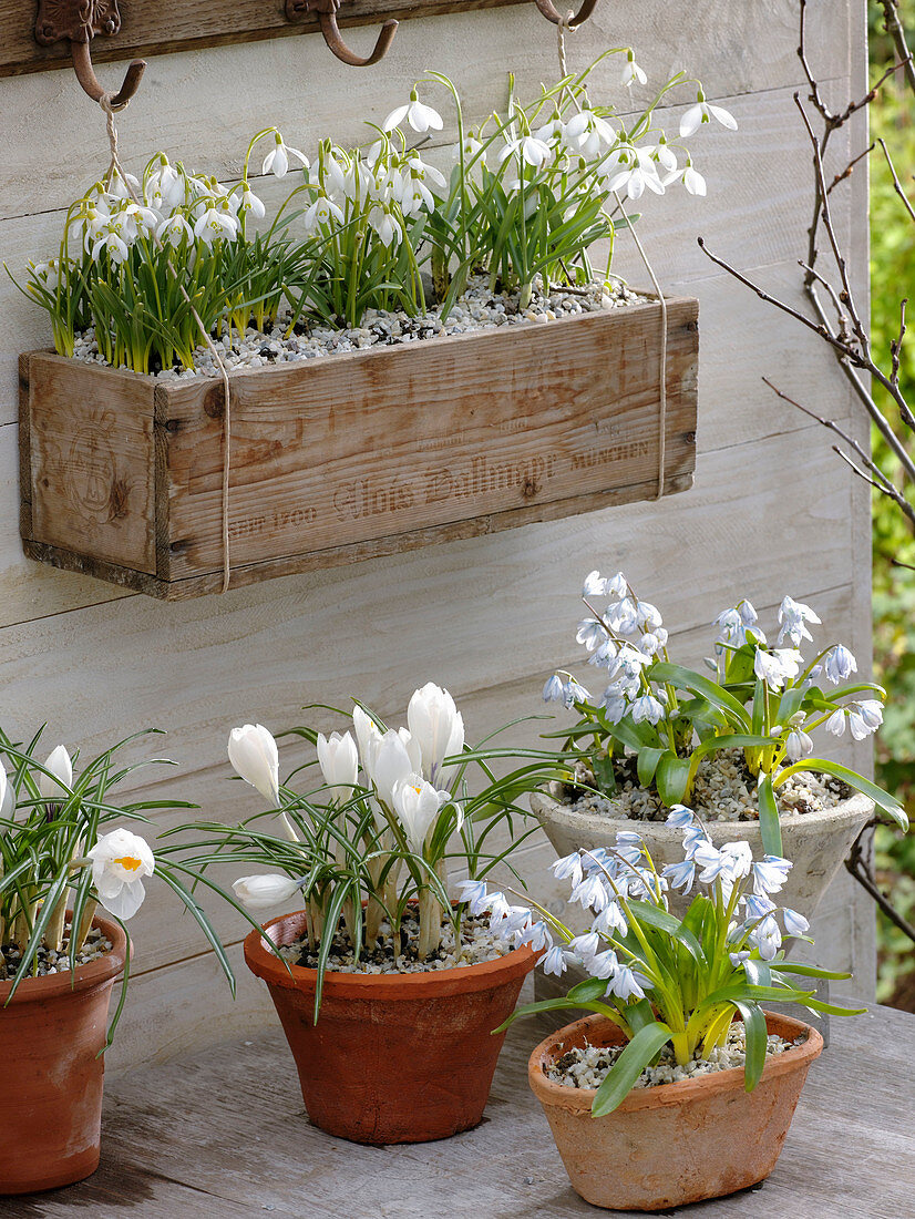 Galanthus nivalis (Schneeglöckchen) in kleiner Holzkiste