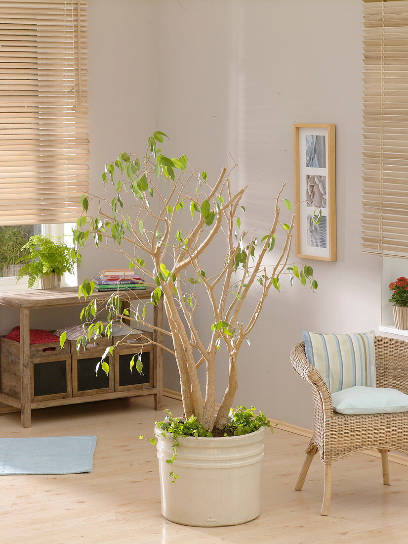 Prune back Ficus benjamina (birch fig) (4/5)