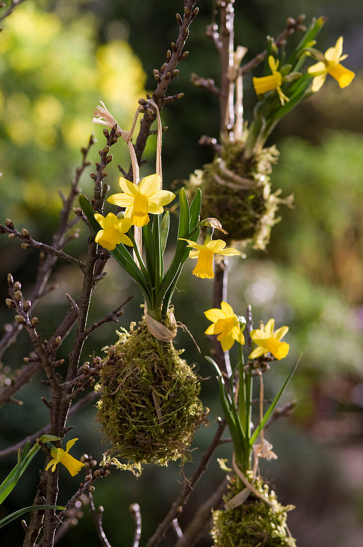 Narcissus 'Tete A Tete' (Narcissus) hanging in the moss bed