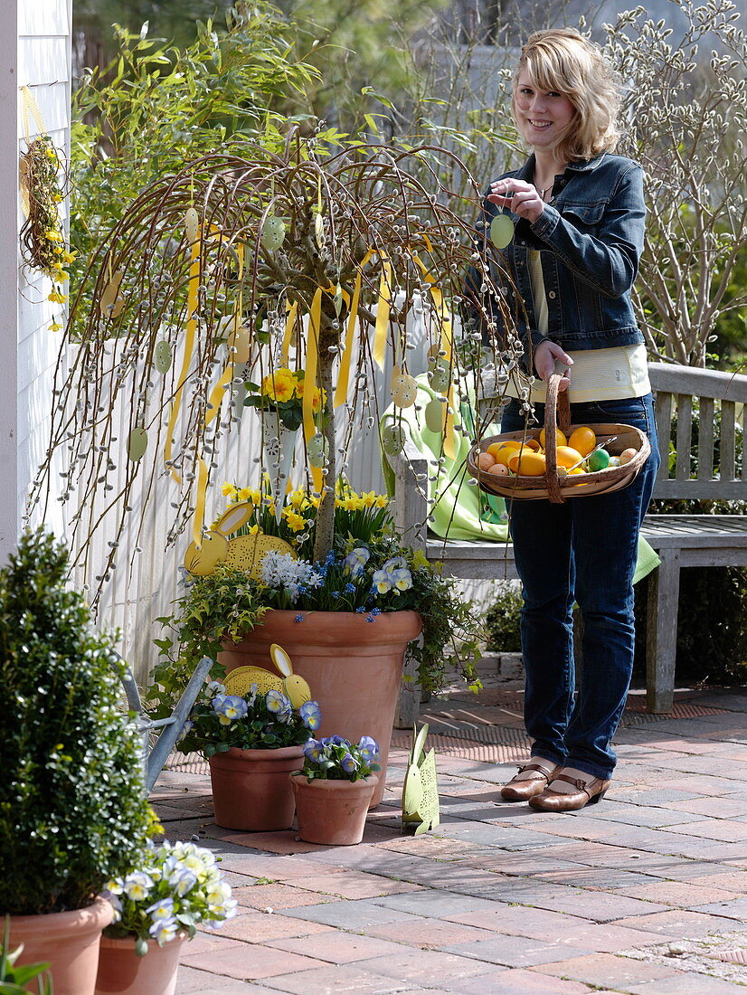 Salix caprea 'Pendula' (Hanging catkin willow) as Easter tree