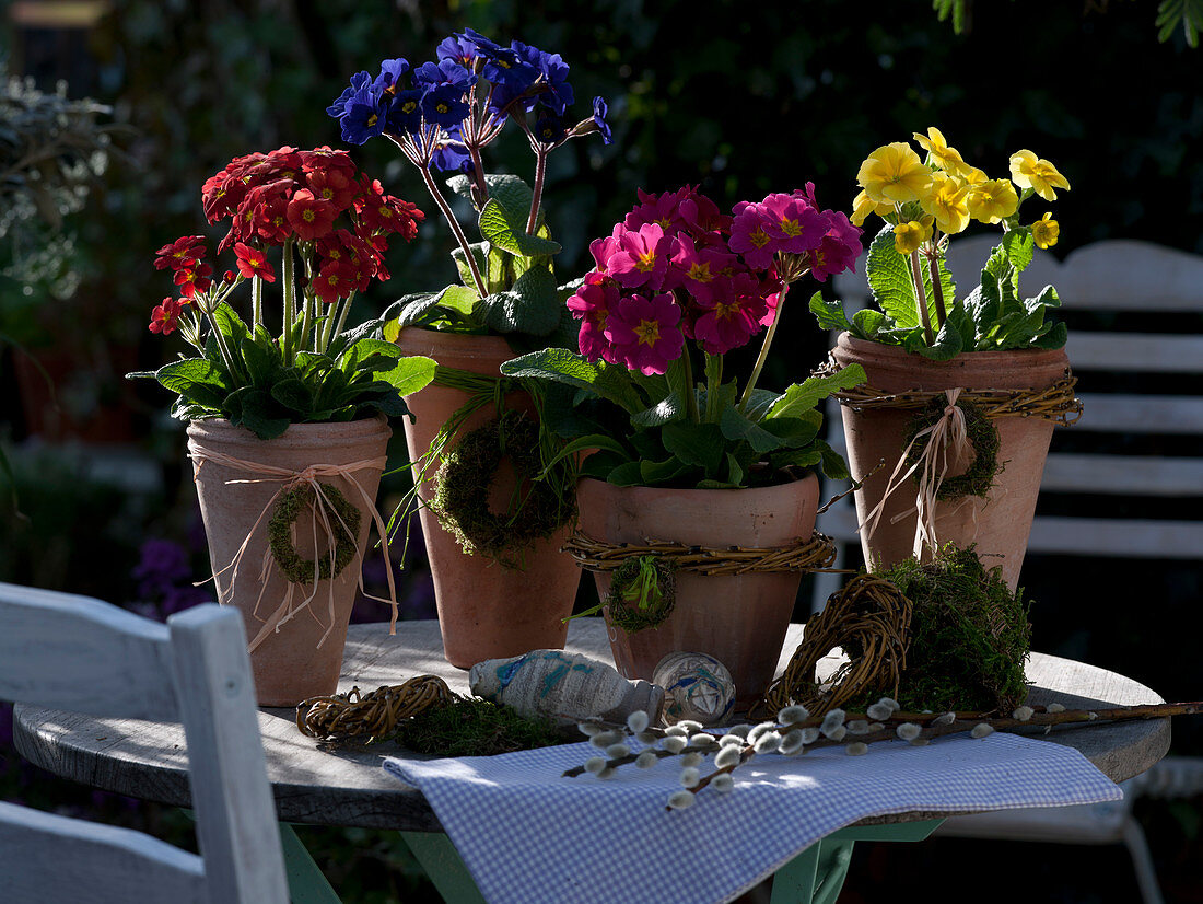 Primula elatior Red, blue, pink and yellow in terracotta pots