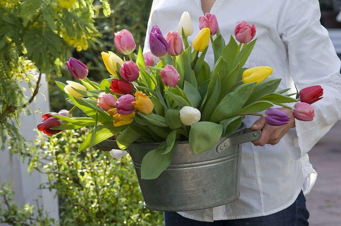 Woman bringing tulip (tulip) bouquet in large zinc bowl