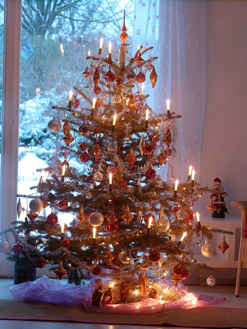 Picea pungens 'Glauca' (Norway spruce) Decorated as a Christmas tree