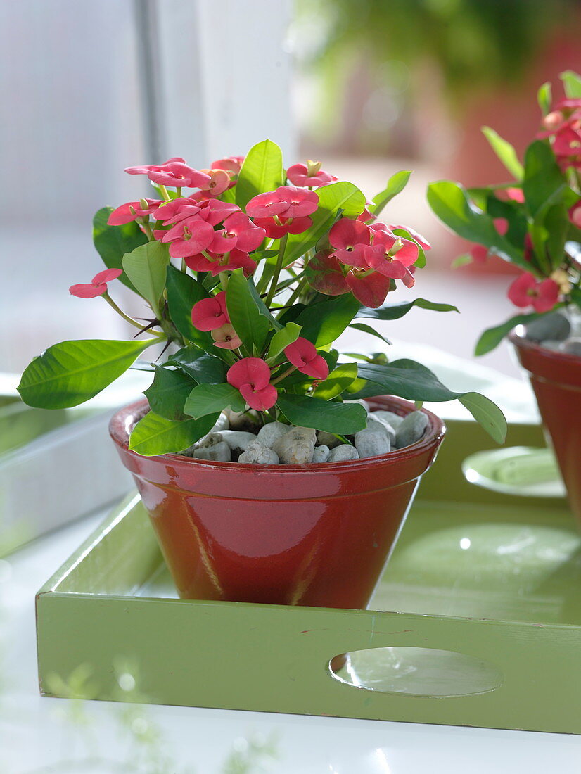 Euphorbia millii 'Vulcanus' (Christ thorn) in a red pot, mulched