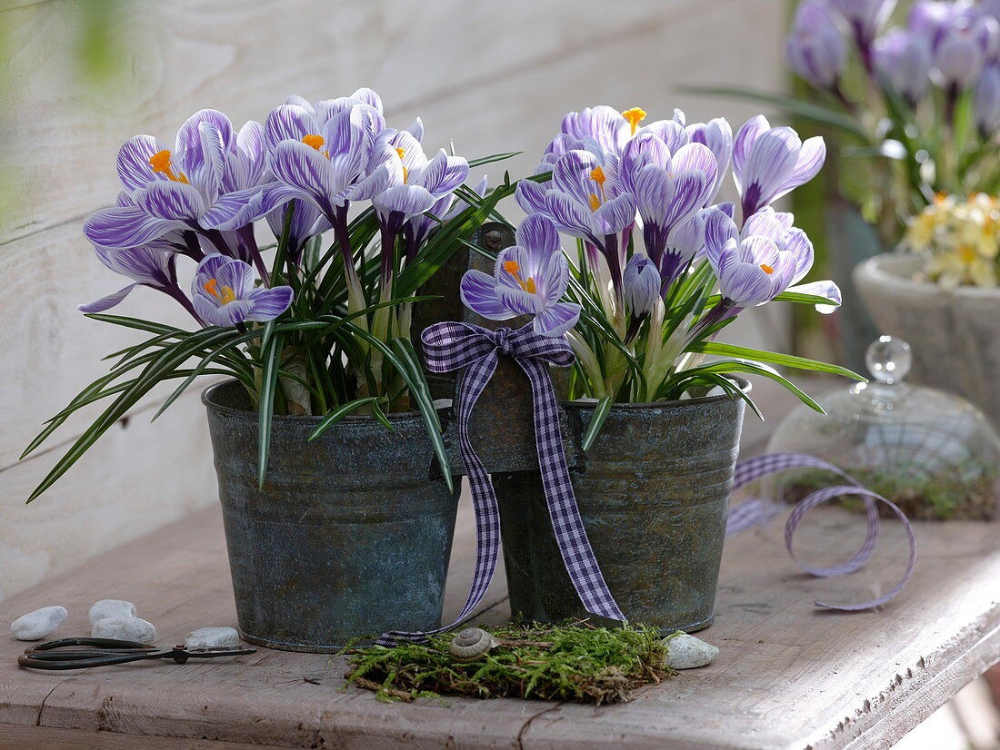 Crocus 'Pickwick' in metal double pot