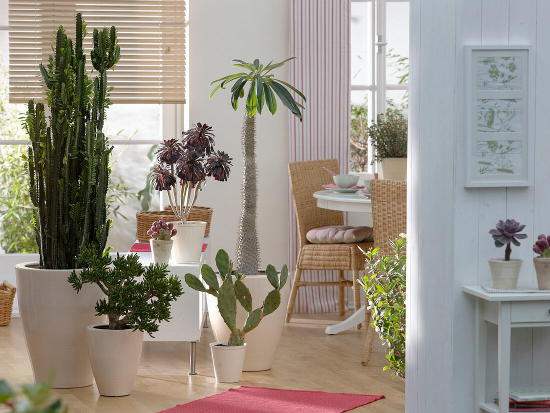 Eating room with Euphorbia trigona (Spurge), Crassula (Money tree)