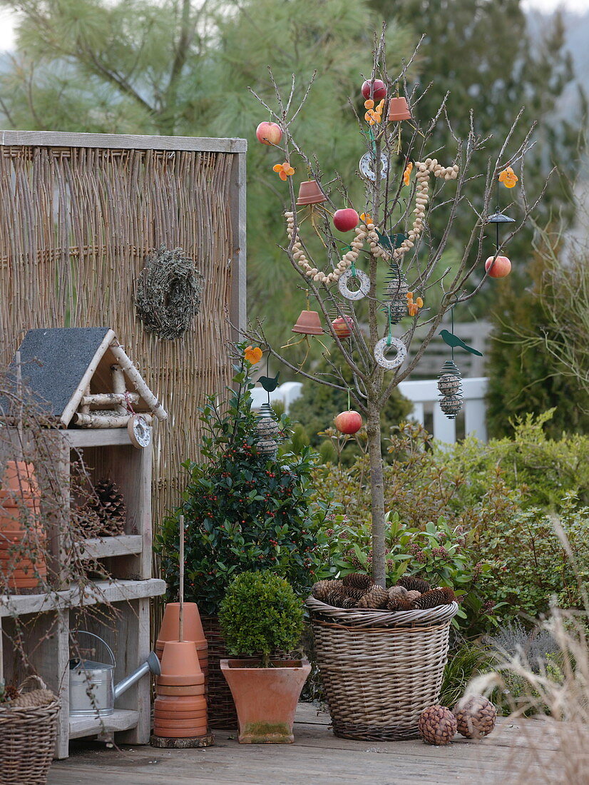 Bird feeder on Prunus (cherry tree) in a wicker pot