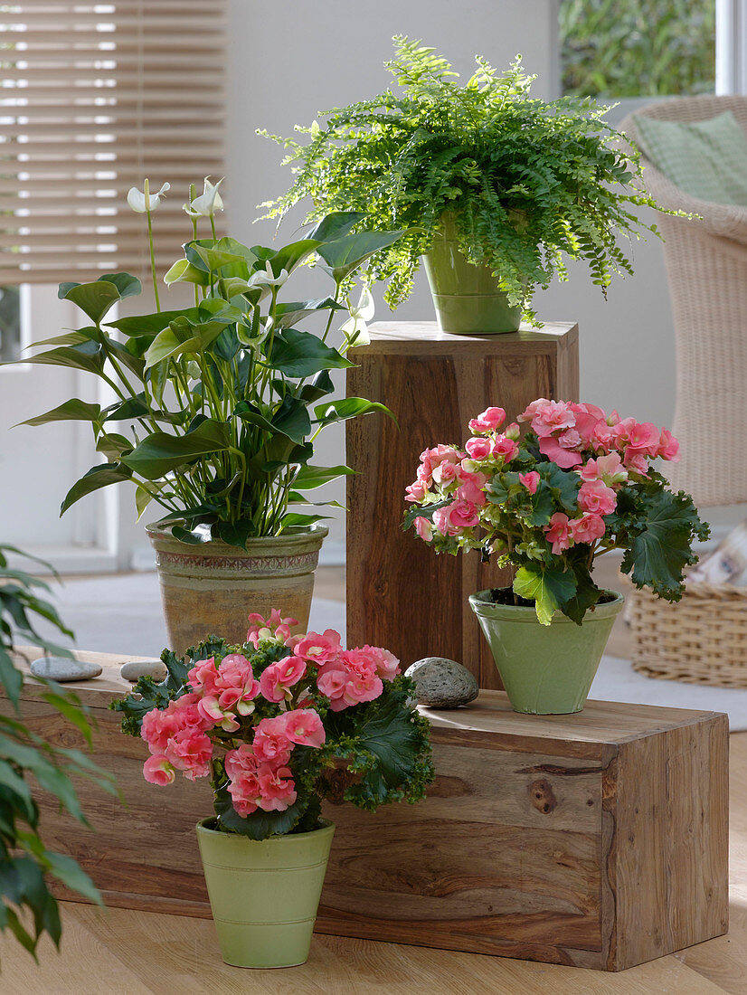 Begonia 'Bodinia', Anthurium 'White Champion'