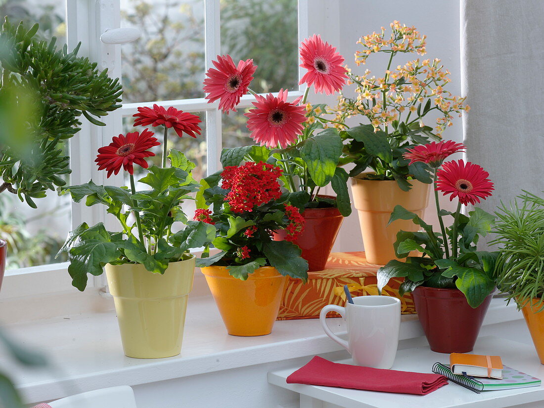 Window with plants that need little water