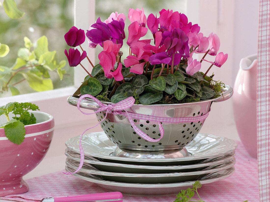 Cyclamen (Alpenveilchen) mit Moos in Küchensieb gepflanzt