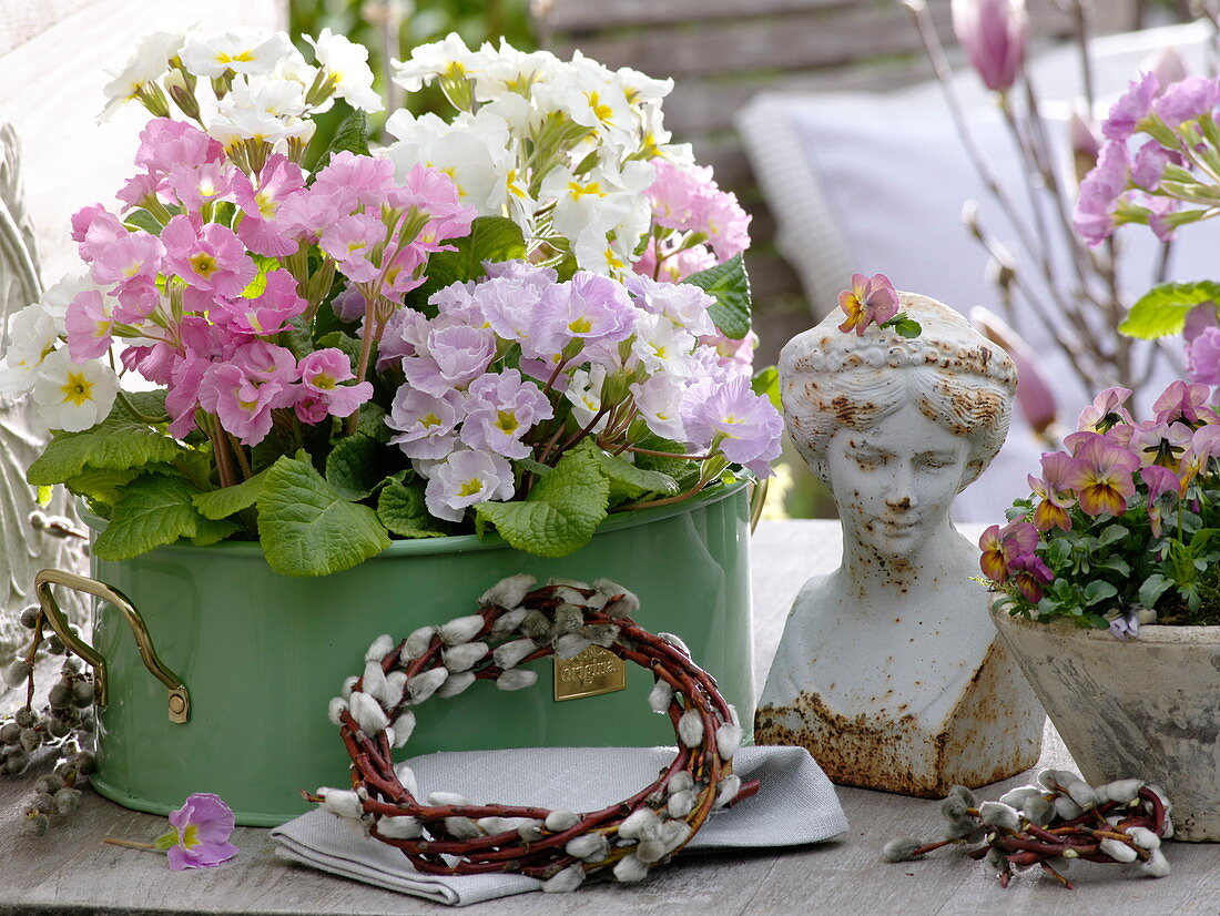 Primula acaulis (spring primrose) in metal jardiniere