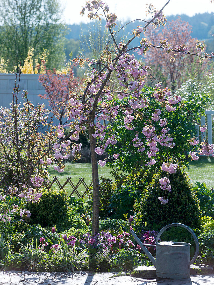 Prunus 'Kiku-Shidare-Zakura' (Japanese Hanging Cherry)