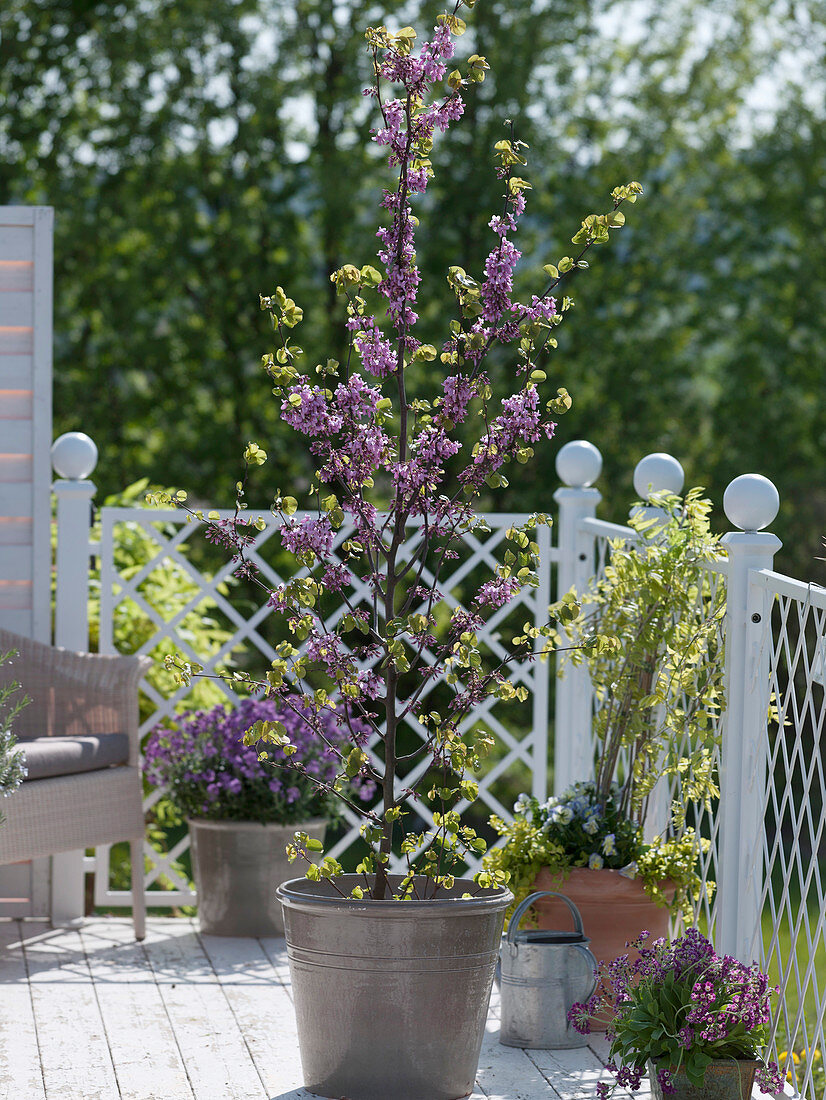 Cercis siliquastrum (Gewöhnlicher Judasbaum)