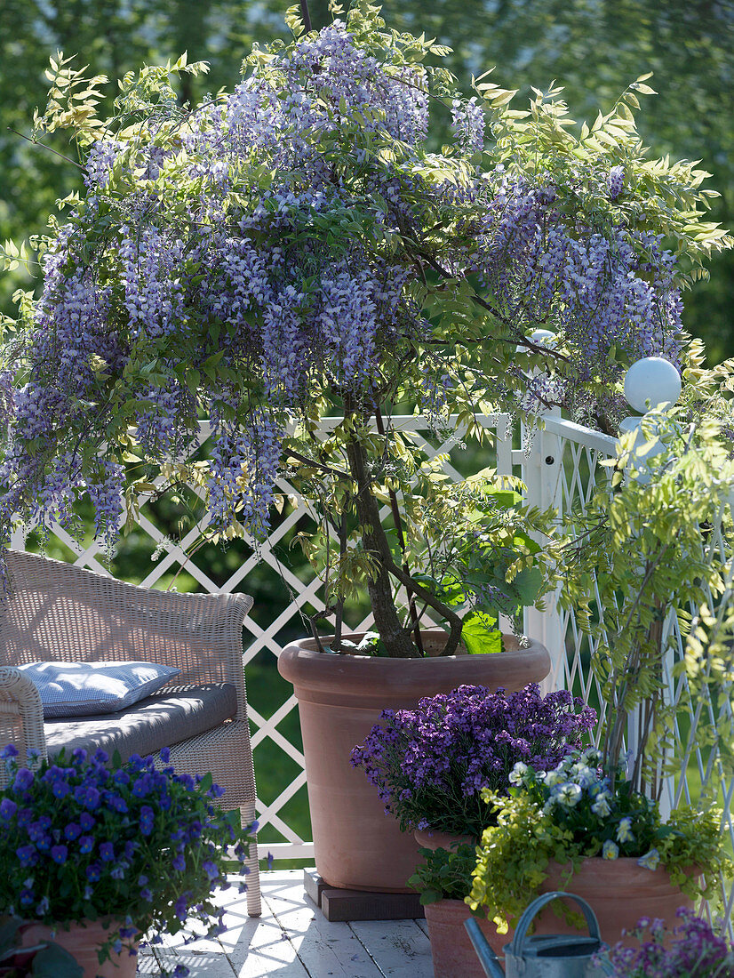 Wisteria floribunda 'Domino' (Blauregen) als Stämmchen gezogen