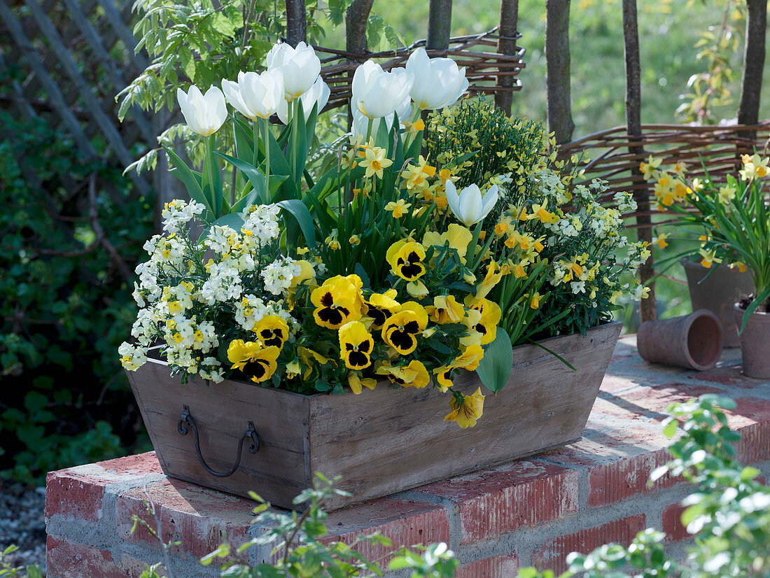 Holzkorb mit Tulipa 'White Dream' (Tulpen), Erysimum 'Winter Sun'