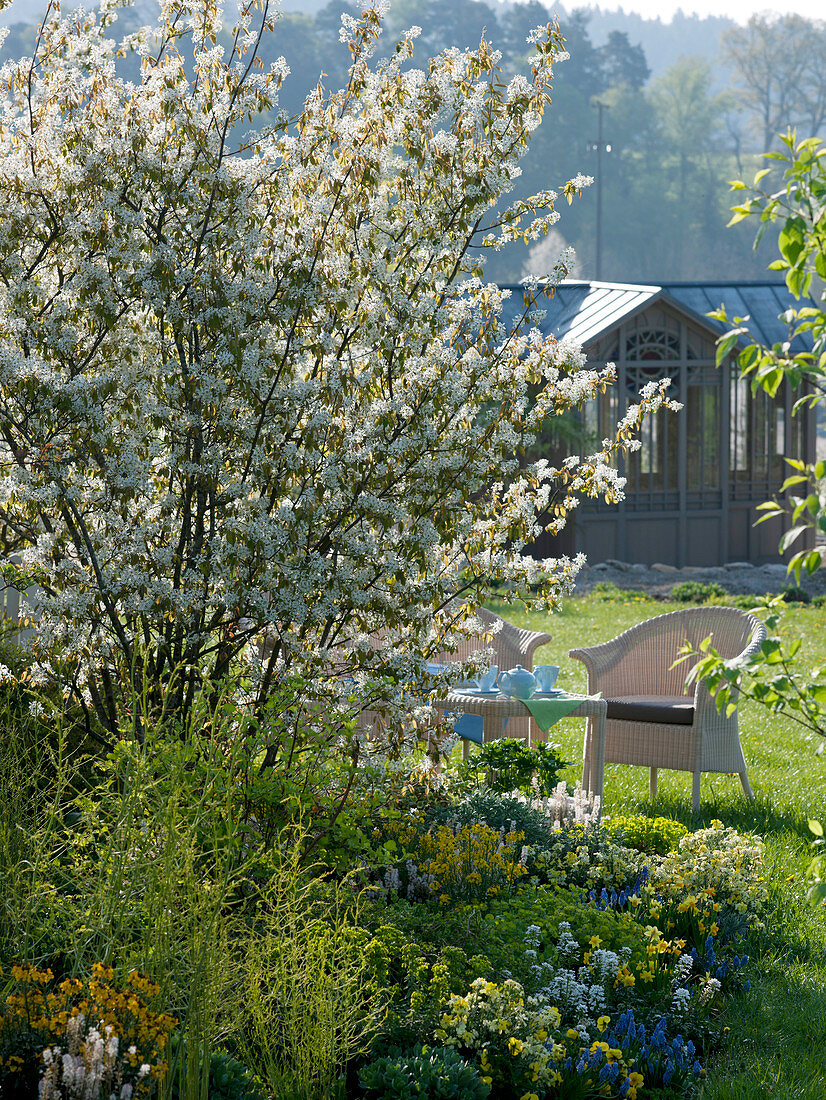 Amelanchier laevis (Bare Rock Pear) in bed with Erysimum (Golden Violet)