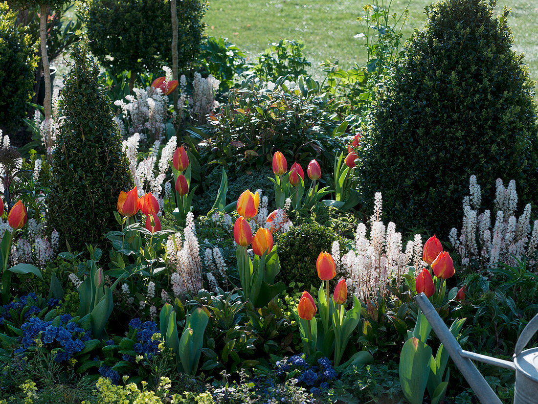 Green-white-orange bed with Buxus (boxwood)