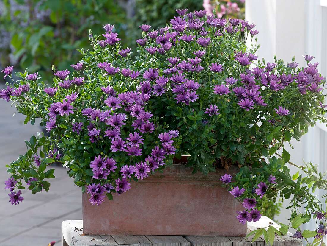 Osteospermum Springstar 'Magenta' (Kapkörbchen) in terracotta-kasten