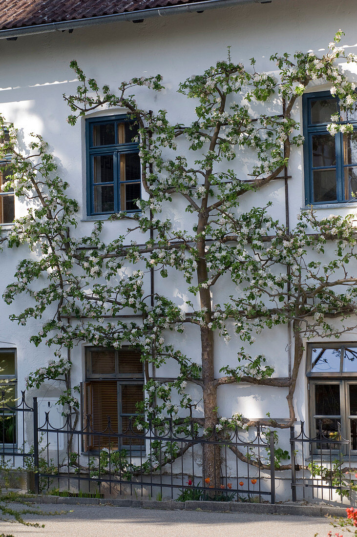 Malus (Spalier - Apfelbaum) an der Hauswand gezogen