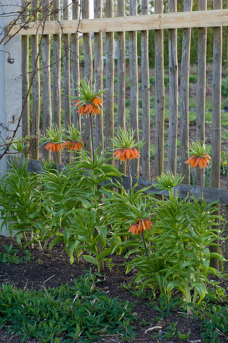 Fritillaria imperialis 'Premier' (Imperial Crown) in front of wooden garden fence