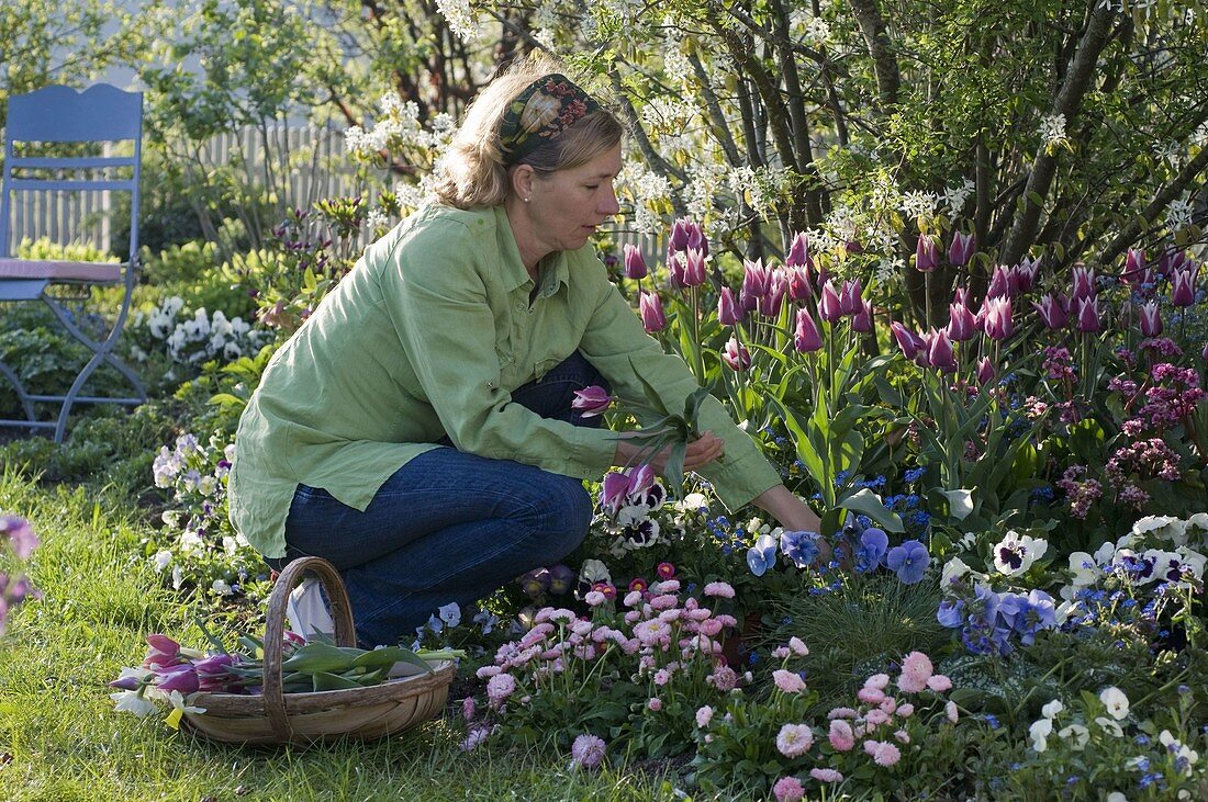 Amelanchier laevis (Bare Rock Pear) underplanted with Tulipa